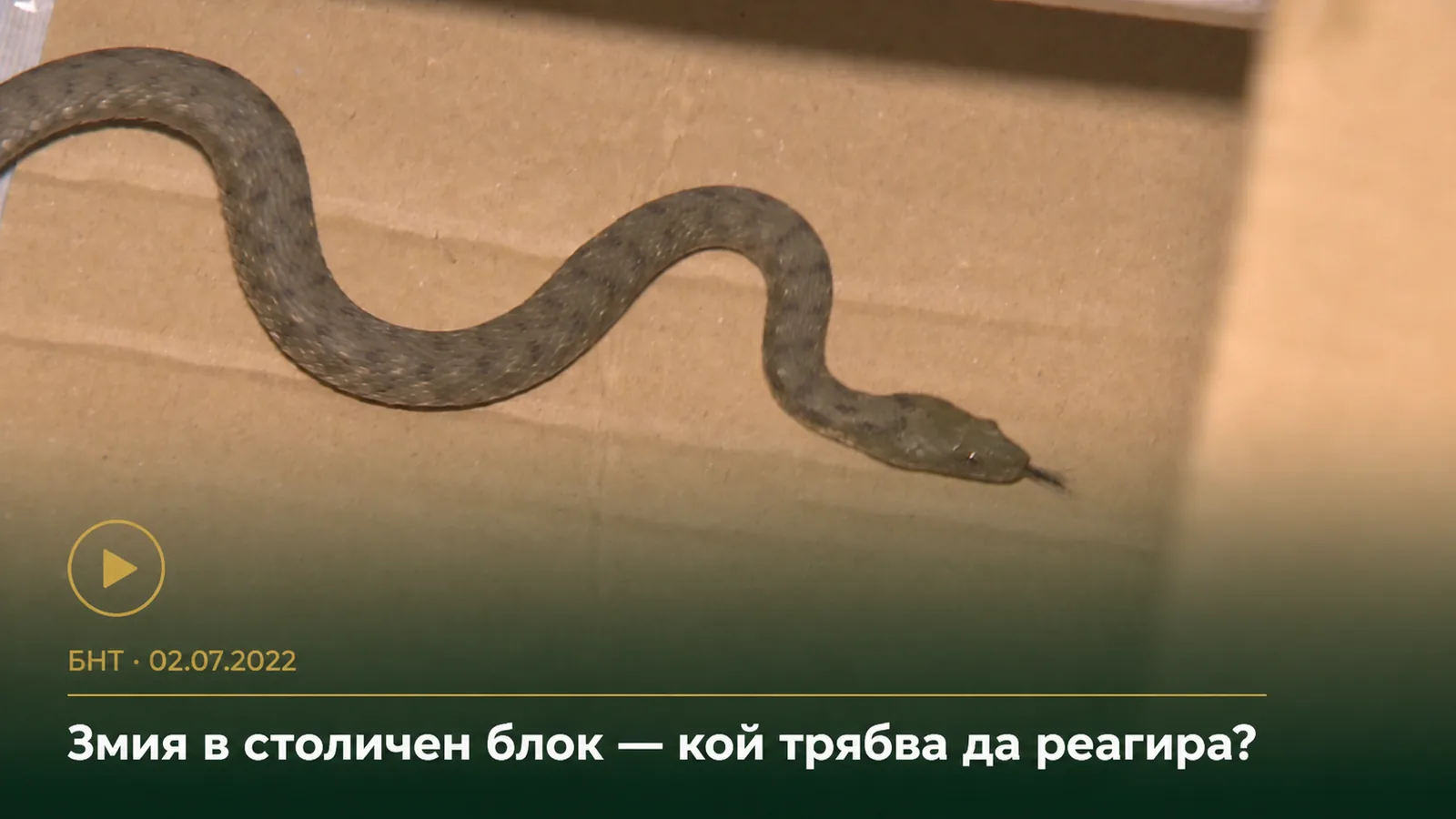 Змия, открита в общите части на жилищен блок – кадър от репортаж на БНТ от 2 юли 2022 г.